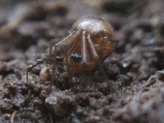Theridiidae