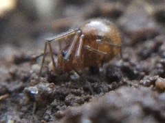 Theridiidae