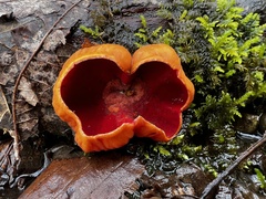 Sarcoscypha austriaca