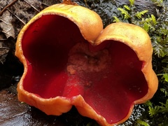 Sarcoscypha austriaca