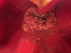 Sarcoscypha austriaca