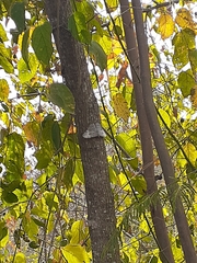 Hamadryas glauconome