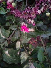 Clerodendrum thomsoniae