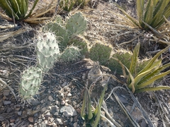 Opuntia rastrera