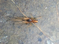 Pachygnatha autumnalis