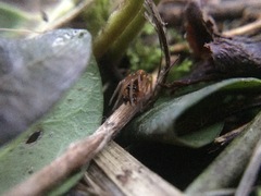 Pachygnatha autumnalis