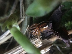 Pachygnatha autumnalis