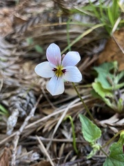 Viola ocellata