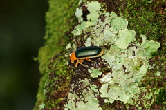 Cacoscelis marginata