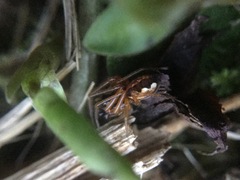 Pachygnatha autumnalis