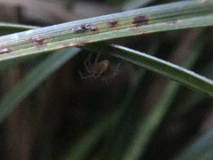 Oxyopes aglossus
