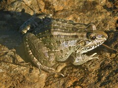 Leptodactylus macrosternum