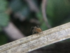 Oxyopes aglossus