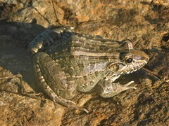 Leptodactylus macrosternum