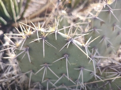 Opuntia rastrera