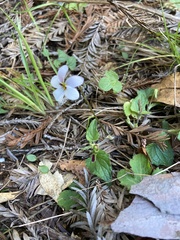 Viola ocellata
