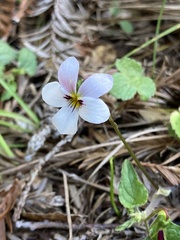 Viola ocellata