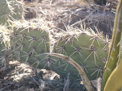 Opuntia rastrera