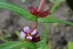 Ammannia robusta