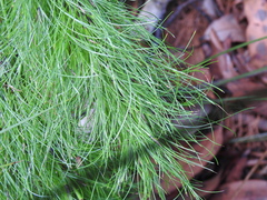 Caustis blakei