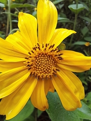 Steiractinia sodiroi