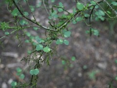 Melicytus micranthus