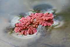 Azolla microphylla
