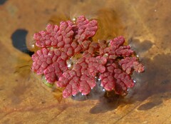 Azolla microphylla