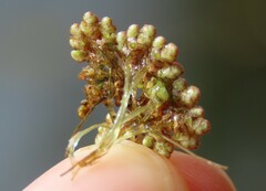 Azolla microphylla
