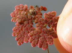 Azolla microphylla