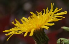Sonchus arvensis