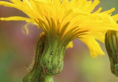 Sonchus arvensis