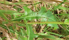 Sonchus arvensis