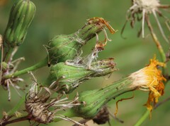 Sonchus arvensis