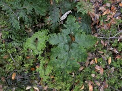 Hymenophyllum scabrum