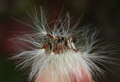 Sonchus arvensis