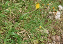 Sonchus arvensis
