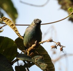 Tangara labradorides