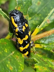 Cyrioides