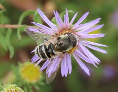 Eristalis stipator