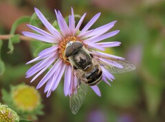 Eristalis stipator
