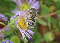 Eristalis stipator