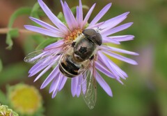 Eristalis stipator