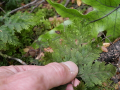 Hymenophyllum scabrum