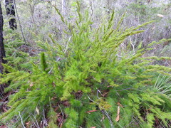 Caustis blakei