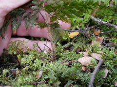 Hymenophyllum scabrum