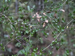 Neomyrtus pedunculata