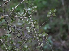 Neomyrtus pedunculata