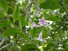 Podranea ricasoliana