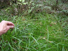 Carex solandri